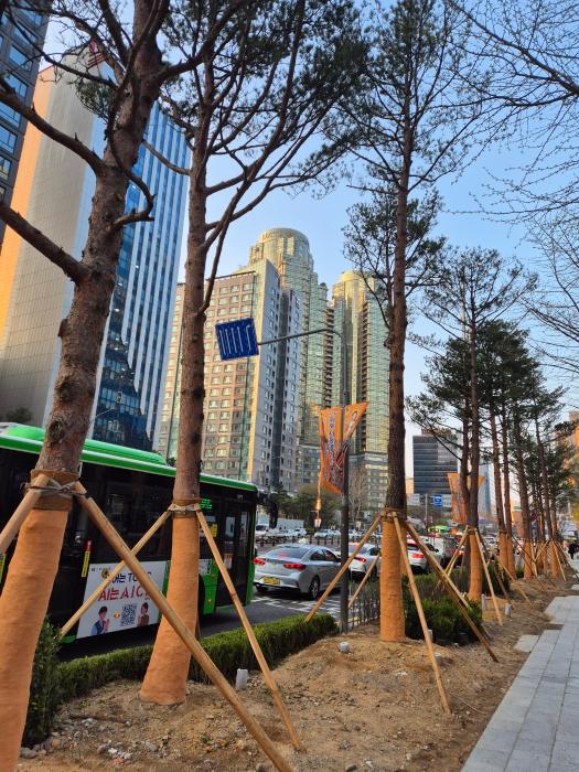 마포 가로수가 소나무로 바뀌고 있다 기사 이미지