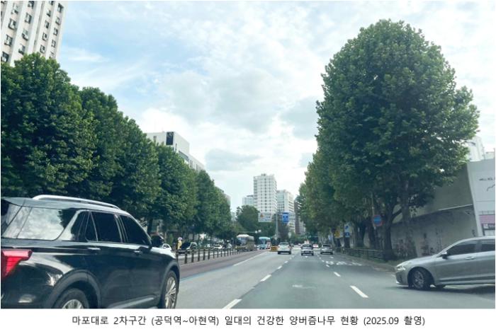 “양버즘나무, 일제 잔재?”… 마포구 가로수 교체 논란 기사 이미지