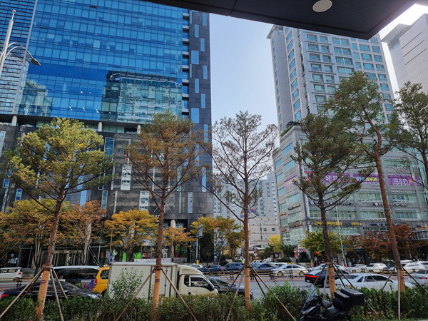 2025년 11월 9일 현재 마포대로 소나무 식재 상황이다 133번 소나무는 갈변현상이 심각하게 진행되고 있다