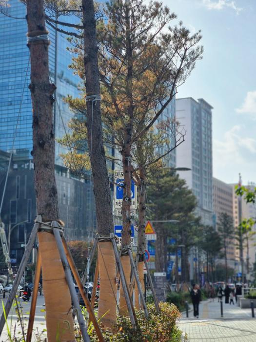 현재 마포대로 소나무 가로수 모습