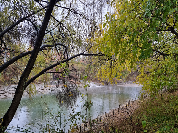 도심 속 ‘15마리 수달의 강’… 샛강에서 시민들이 찾은 또 다른 서울 기사 이미지