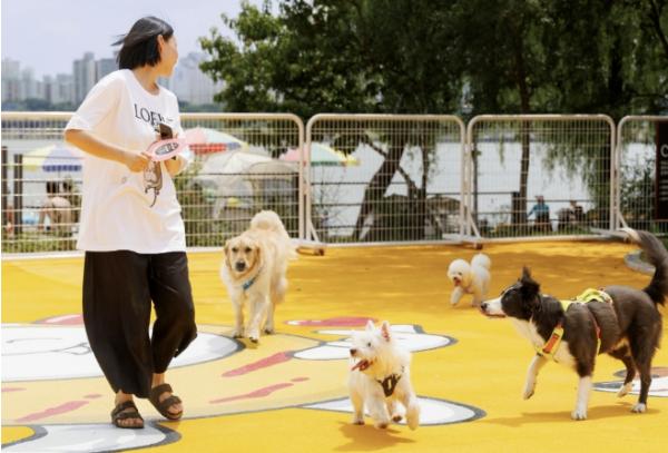 봄나들이 전 반려동물 건강부터! 마포구 광견병 예방접종 지원